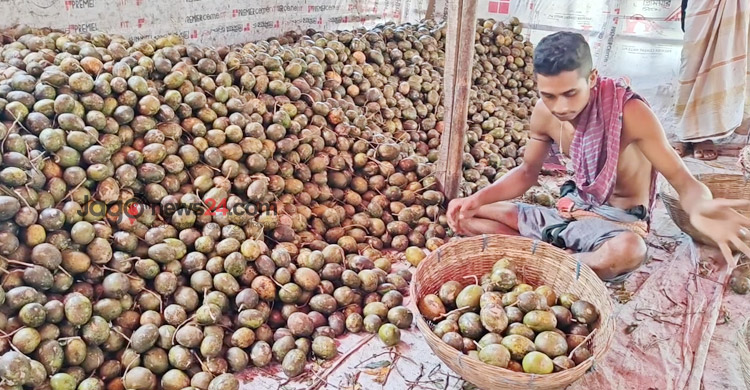 আমড়া উৎপাদনে শীর্ষে পিরোজপুর, মৌসুমে শতকোটি টাকার বিক্রি