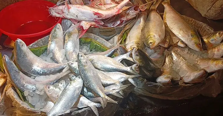 ভরা মৌসুমেও মিলছে না ইলিশ, দাম আকাশচুম্বী