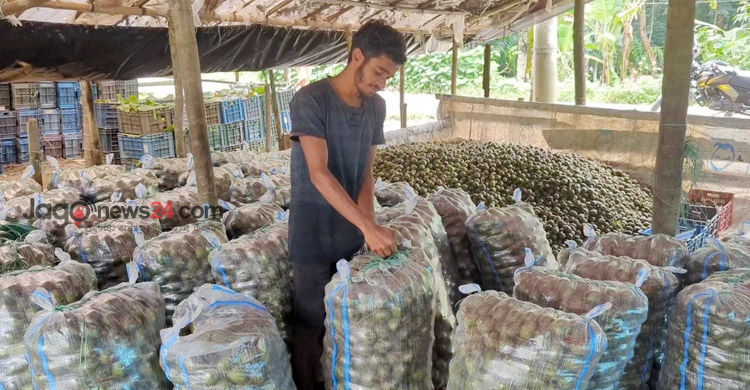 আমড়া উৎপাদনে শীর্ষে পিরোজপুর, মৌসুমে শতকোটি টাকার বিক্রি