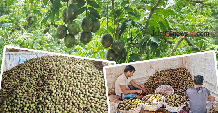 আমড়া উৎপাদনে শীর্ষে পিরোজপুর, মৌসুমে শতকোটি টাকার বিক্রি