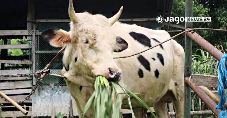 এবার পিরোজপুরের খামারে ‘ডোনাল্ড ট্রাম্প’