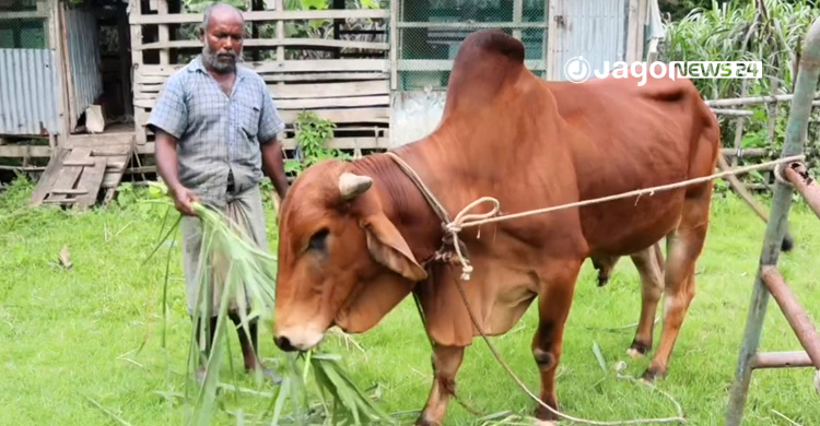 এবার পিরোজপুরের খামারে ‘ডোনাল্ড ট্রাম্প’