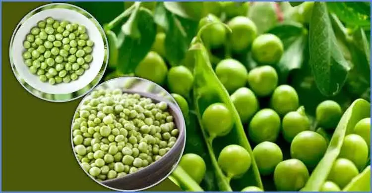 শীতে তাজা মটরশুঁটি সংরক্ষণ করার সহজ উপায়