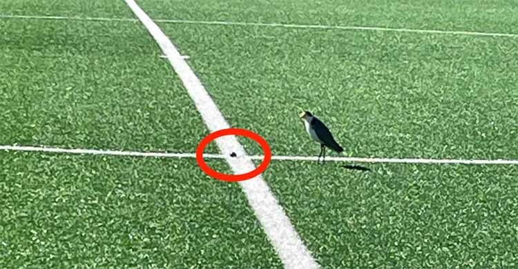 The great egg-layoff: Plover halts football for 28 days