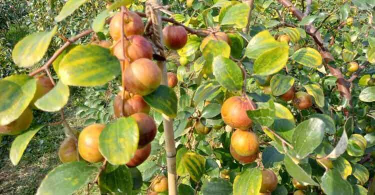 স্বাস্থ্যের জন্য এক অসাধারণ মৌসুমি উপহার বরই