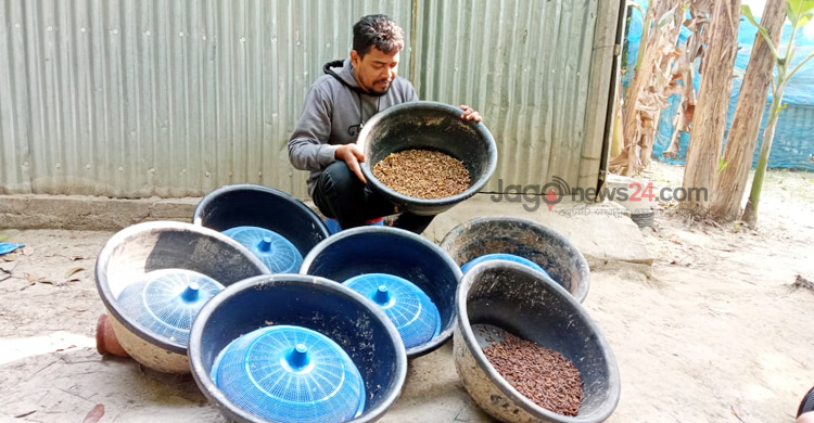পোকা চাষে ভাগ্যবদল শিমুলের, মাসে আয় ২ লাখ