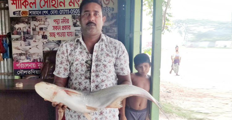 পদ্মার এক ঢাই মাছ সাড়ে ১৫ হাজারে বিক্রি