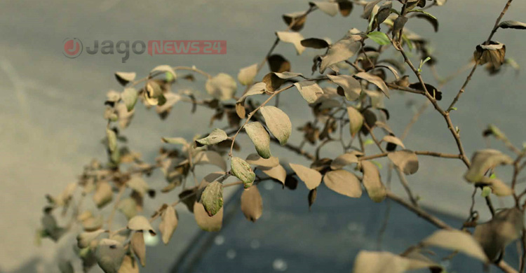 বায়ুদূষণ নিয়ন্ত্রণে নগর শাসনের দুর্বলতা দায়ী