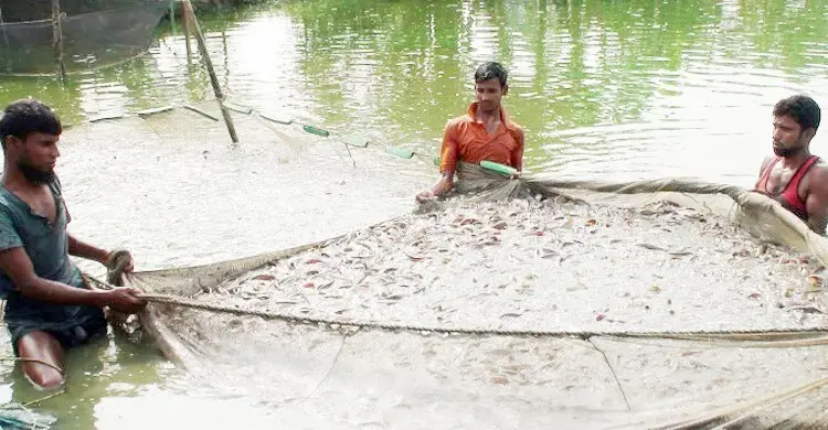 মাছ চাষিরা পুকুরের পানির মান বুঝবেন কীভাবে?