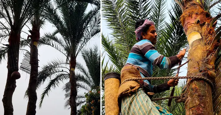 খেজুরের রসে পাঁচগুণ লাভের আশা সোনারগাঁয়ের শহিদ মোল্লার