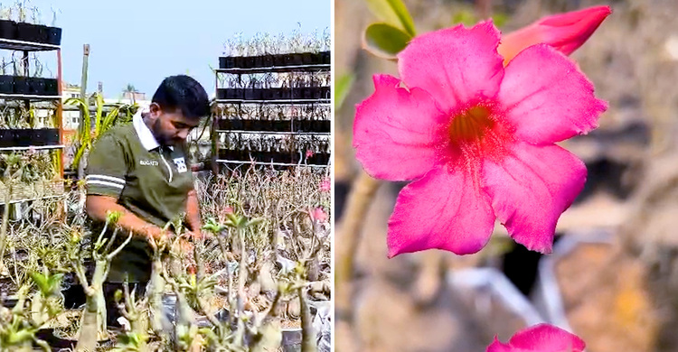 মরুভূমির গোলাপে রঙিন ফরিদপুর, ছাদেই গড়লেন লাখ টাকার বাগান