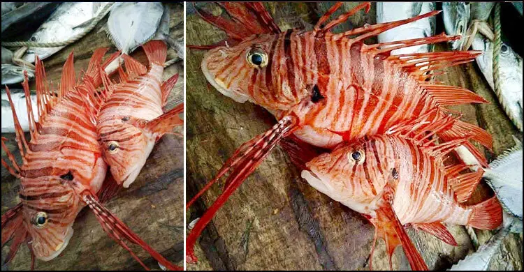 জেলের জালে ধরা পড়ল এক জোড়া বিষাক্ত বিরল ‘লায়নফিশ’
