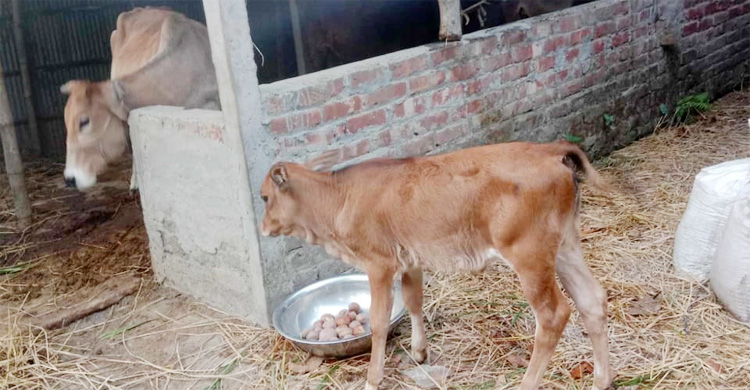 আলু এখন গরুর খাবার