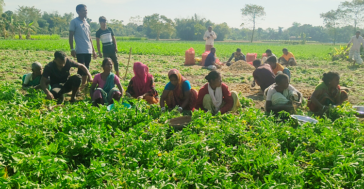 আগাম আলু তুলেও কম দামে হতাশ চাষিরা