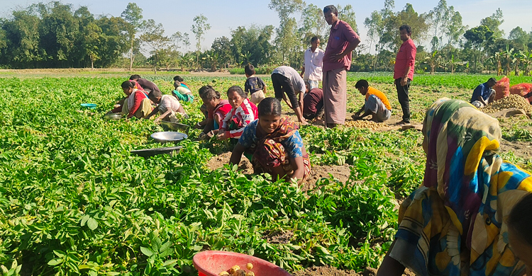 আগাম আলু তুলেও কম দামে হতাশ চাষিরা