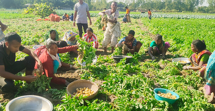 আগাম আলু তুলেও কম দামে হতাশ চাষিরা