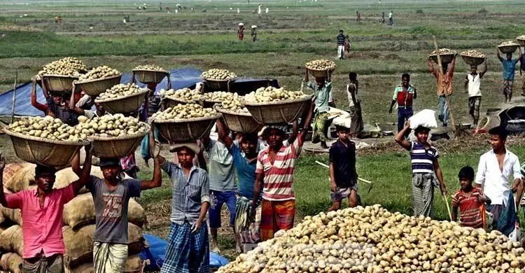 আলু তোলার উপযুক্ত সময় কখন