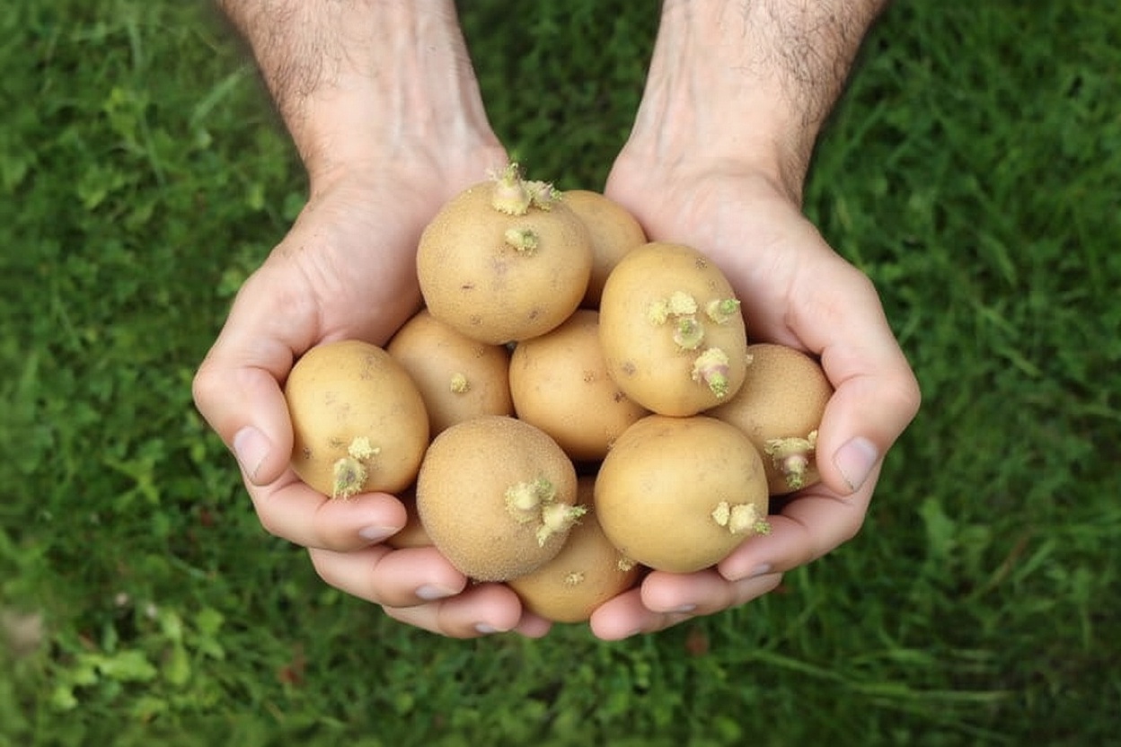 অঙ্কুরিত আলুতে স্বাস্থ্যঝুঁকি, জানুন গবেষণা কী বলছে