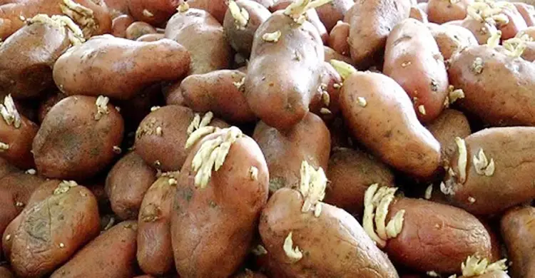 অঙ্কুরিত আলুতে স্বাস্থ্যঝুঁকি, জানুন গবেষণা কী বলছে