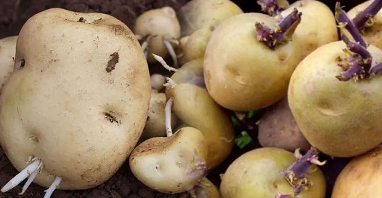 অঙ্কুরিত আলুতে স্বাস্থ্যঝুঁকি, জানুন গবেষণা কী বলছে