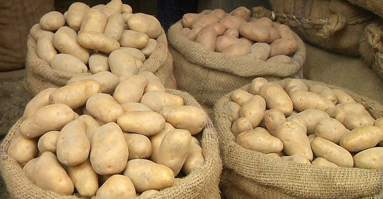 ঘোষণা দিয়েও আলু কেনেনি সরকার, পড়তি দামে লোকসানে কৃষক