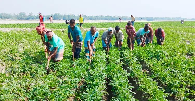 আলু চাষিদের প্রণোদনার ব্যবস্থা করা হবে: কৃষি উপদেষ্টা