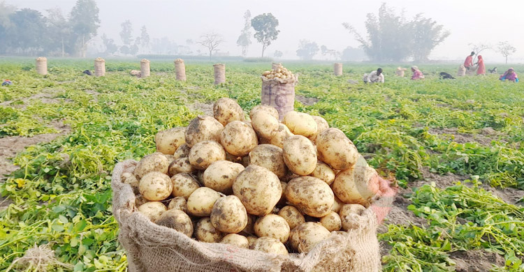 আলু রপ্তানিতে ফের সুবাতাস