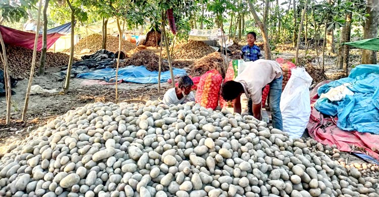 কুমিল্লায় আলুর বাম্পার ফলন হলেও সংরক্ষণ ও ন্যায্যদাম নিয়ে বিপাকে পড়েছেন কৃষকরা