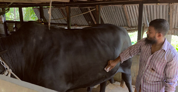 খালেদা জিয়াকে গরু উপহার দেওয়া সোহাগ মৃধা কারাগারে
