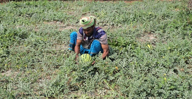 কলাপাড়ায় ২০০ কোটি টাকার তরমুজ বিক্রির আশা, মিষ্টি পানির সংকট