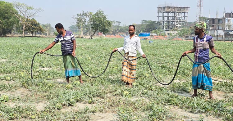 কলাপাড়ায় ২০০ কোটি টাকার তরমুজ বিক্রির আশা, মিষ্টি পানির সংকট