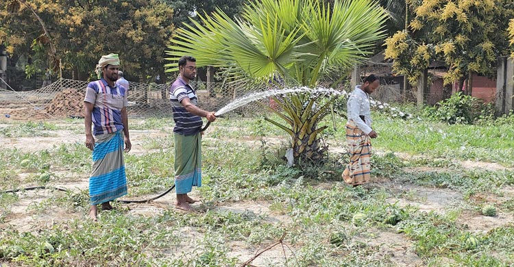 কলাপাড়ায় ২০০ কোটি টাকার তরমুজ বিক্রির আশা, মিষ্টি পানির সংকট