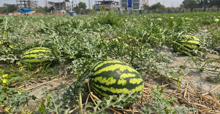 কলাপাড়ায় ২০০ কোটি টাকার তরমুজ বিক্রির আশা, মিষ্টি পানির সংকট