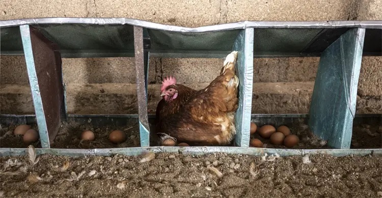 Saudi bans poultry, egg imports from Bangladesh, 39 other countries