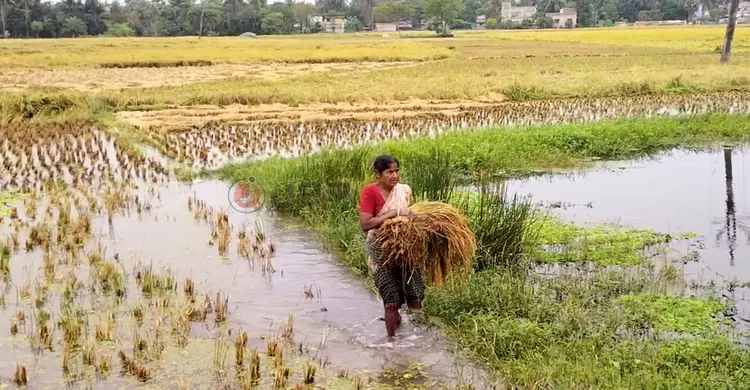 পশ্চিমবঙ্গে টানা বৃষ্টিতে ধানের ব্যাপক ক্ষতি, কৃষকের মাথায় হাত