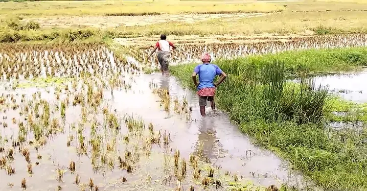 বৃষ্টির তাণ্ডবে ধানের ব্যাপক ক্ষতি, হতাশায় পশ্চিমবঙ্গের কৃষক