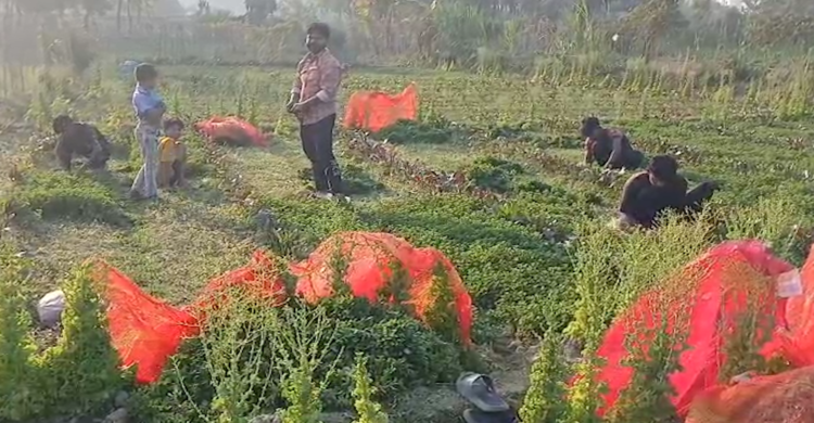 রমজান ঘিরে পাহাড়ের পাদদেশে পুদিনার আবাদ, অর্ধকোটির বাণিজ্যের আশা