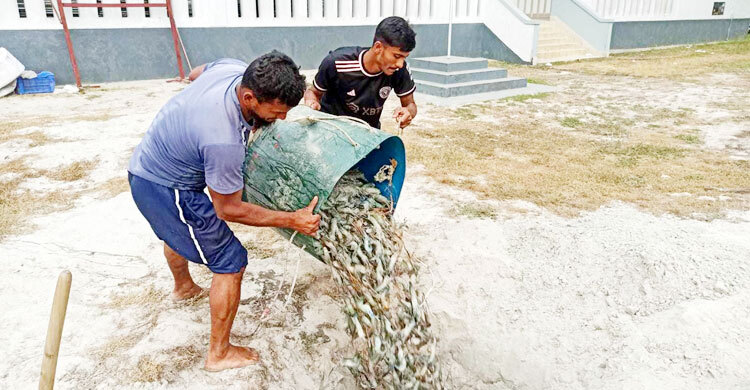 মাটিচাপা দেওয়া হলো ৯ মণ বিষাক্ত চিংড়ি