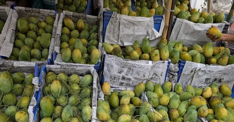 ভরা মৌসুমেও চড়া দাম আমের