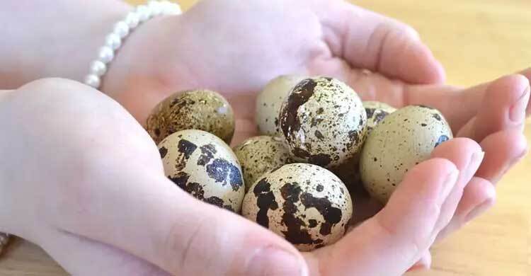 শীতের ক্লান্তি দূর করবে কোয়েলের ডিম