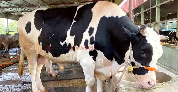 হাট কাঁপাতে প্রস্তুত ‘বাংলার ডন’