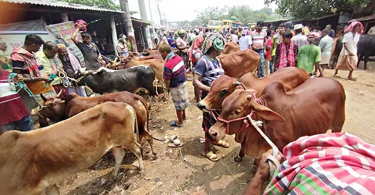 রাজশাহীতে কোরবানির জন্য চাহিদার তুলনায় বেশি ৯২ হাজার পশু