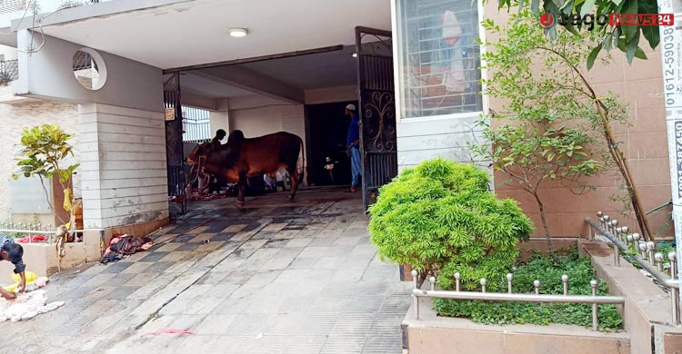 কসাই সংকটে ঈদের পরদিন কোরবানি দিলেন অনেকেই