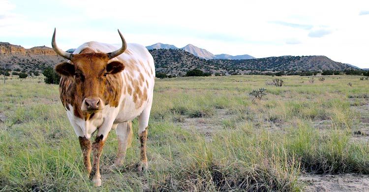 কোরবানির চামড়া সংক্রান্ত বিধি-বিধান