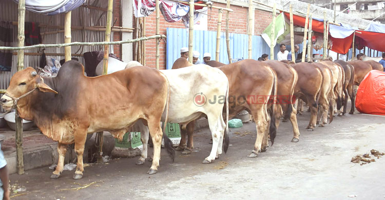 কোরবানির বাজারে ডিজিটাল হাটের দাপট