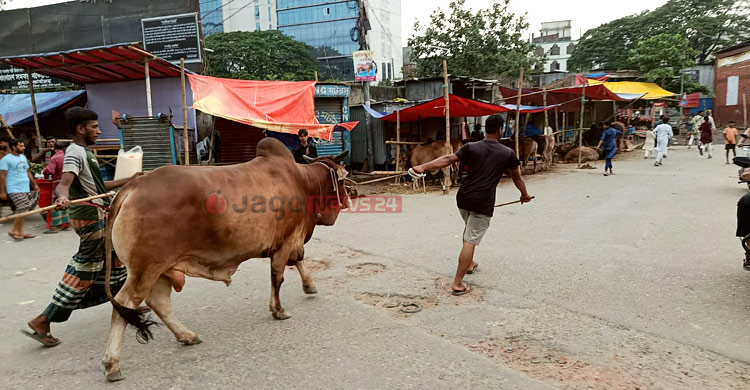 কোরবানির বাজারে ডিজিটাল হাটের দাপট