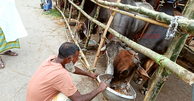 কোরবানির বাজারে ডিজিটাল হাটের দাপট