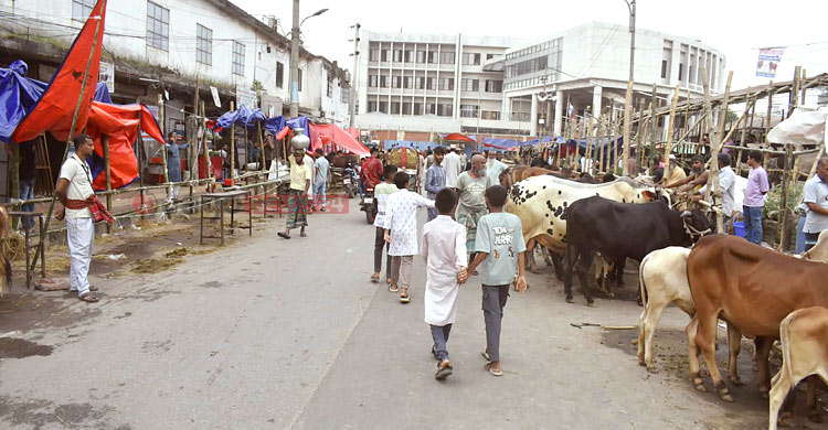 কোরবানির বাজারে ডিজিটাল হাটের দাপট