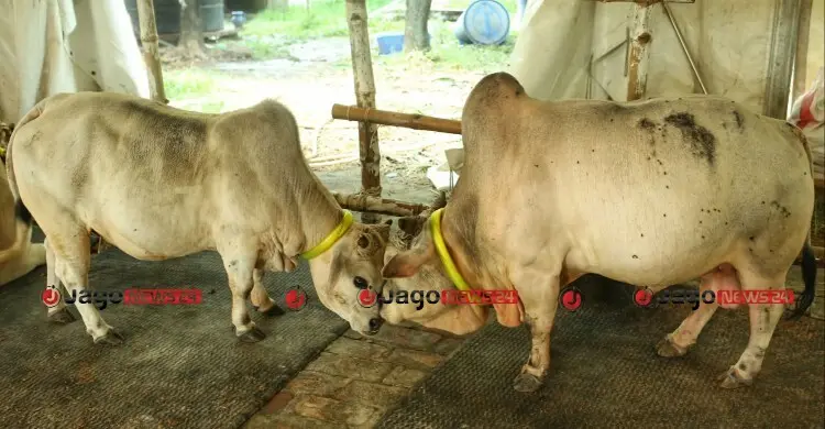 শরিক জোড় সংখ্যক হলে কোরবানি শুদ্ধ হবে?