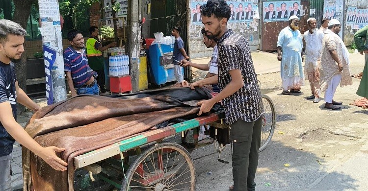 কোরবানির চামড়া সংগ্রহ চলছে, দামে খুশি নন ফড়িয়ারা